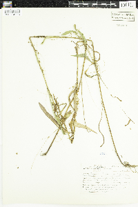 Cuscuta gronovii image