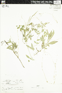 Cuscuta gronovii image