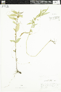 Cuscuta gronovii image