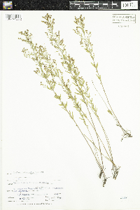 Lechea intermedia image