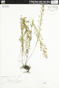 Lechea intermedia image