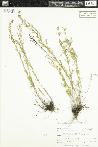 Lechea intermedia image