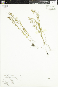 Lechea intermedia image