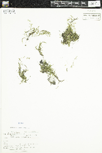 Callitriche palustris image