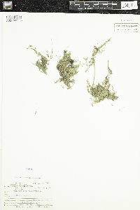 Callitriche palustris image