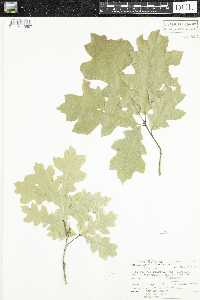Quercus rubra image