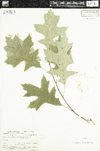 Quercus rubra image