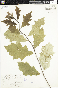 Quercus rubra image