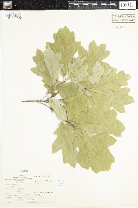 Quercus rubra image