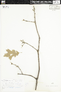 Quercus rubra image