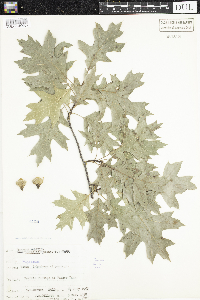 Quercus rubra image