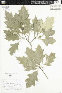 Quercus rubra image
