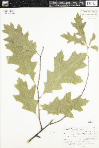 Quercus rubra image