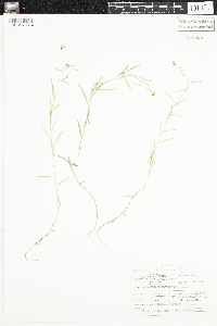 Stellaria graminea image