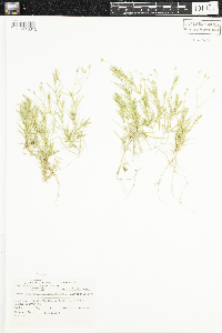 Stellaria longifolia image