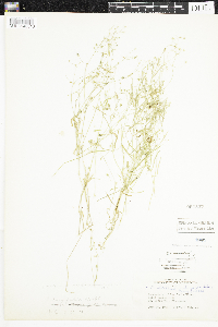 Stellaria longifolia image