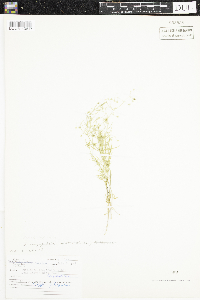 Stellaria longifolia image