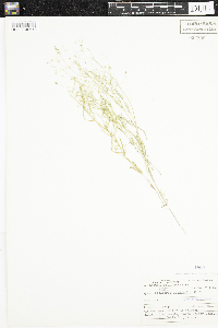 Stellaria longifolia image