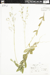 Silene vulgaris image