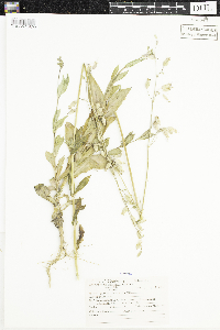 Silene vulgaris image