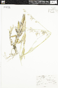 Silene csereii image