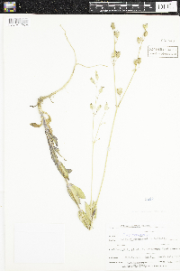 Silene csereii image