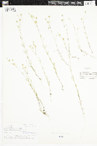 Silene antirrhina image