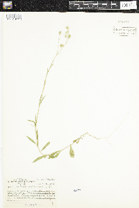 Silene antirrhina image