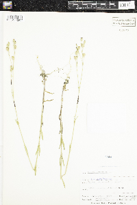Silene antirrhina image