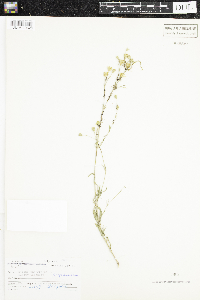 Silene antirrhina image
