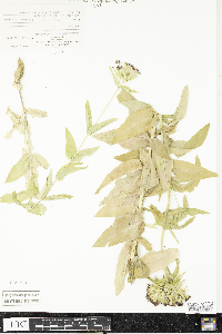 Silene chalcedonica image