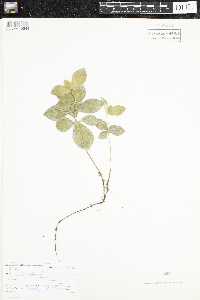 Cornus sericea image