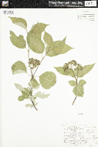 Thumbnail image of current specimen