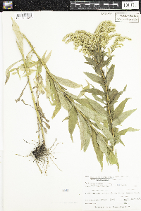Solidago canadensis var. canadensis image