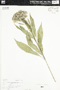 thumbnail image of current specimen