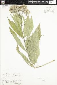 Eutrochium purpureum image