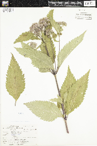 thumbnail image of current specimen