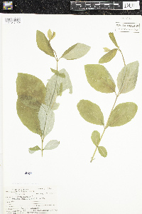 Lonicera dioica image