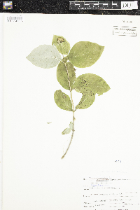 Lonicera dioica image