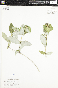 Lonicera dioica image