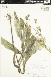 Sonchus arvensis subsp. uliginosus image