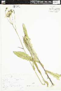 Sonchus arvensis subsp. uliginosus image