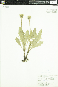 Taraxacum officinale image