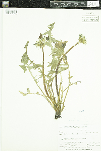 Taraxacum officinale image