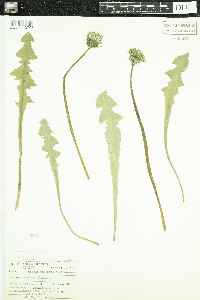 Taraxacum officinale image
