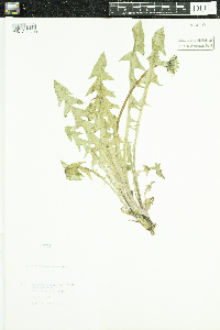 Taraxacum officinale image