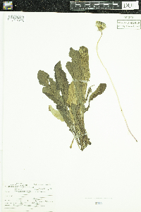 Taraxacum officinale image