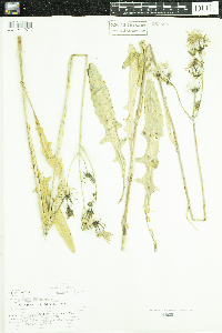 Sonchus arvensis subsp. uliginosus image