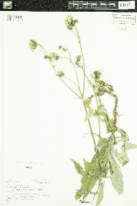 Sonchus arvensis subsp. uliginosus image
