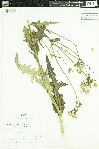 Sonchus arvensis subsp. uliginosus image